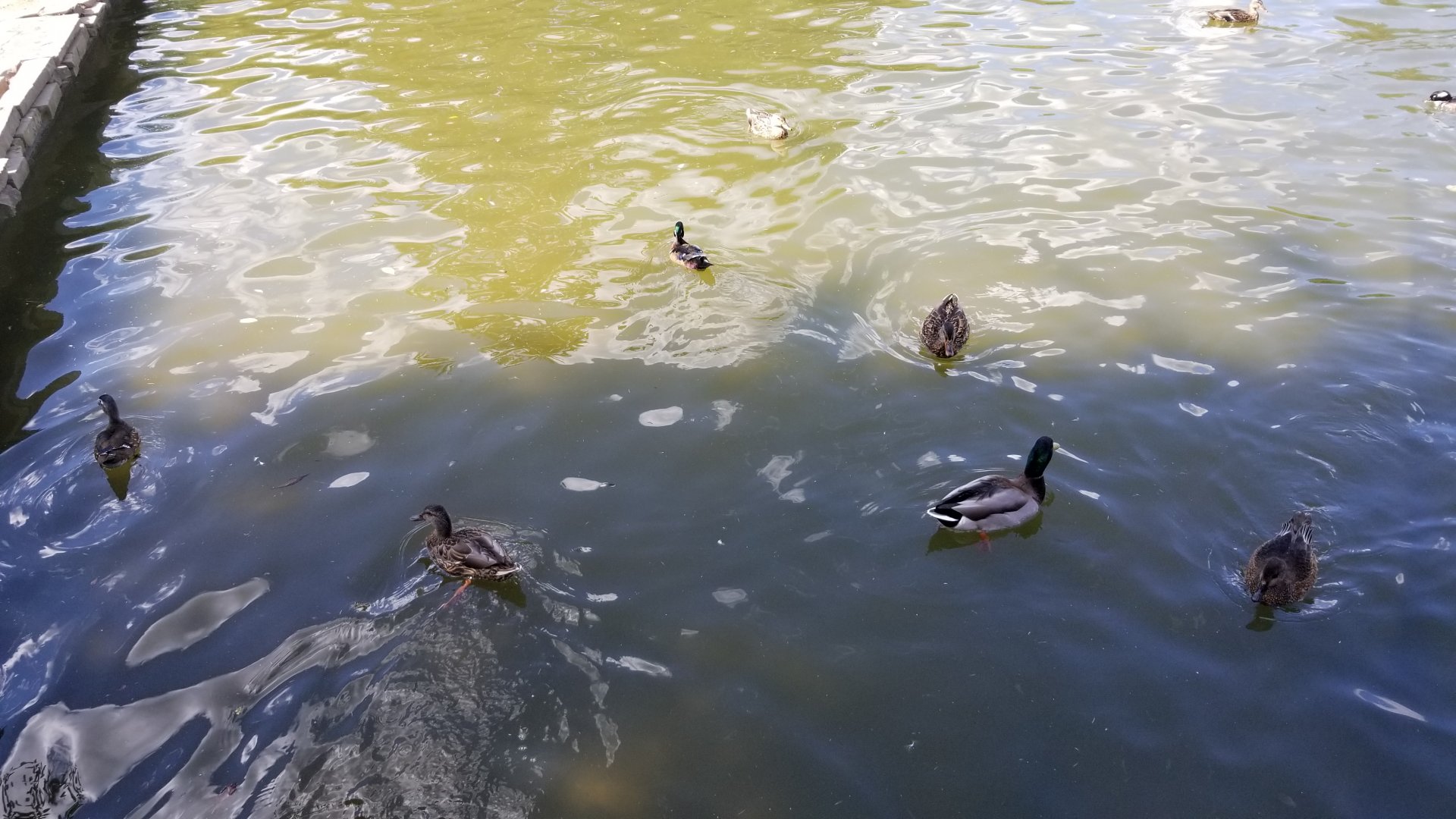 Rosamond Gifford - Pond waterfowl