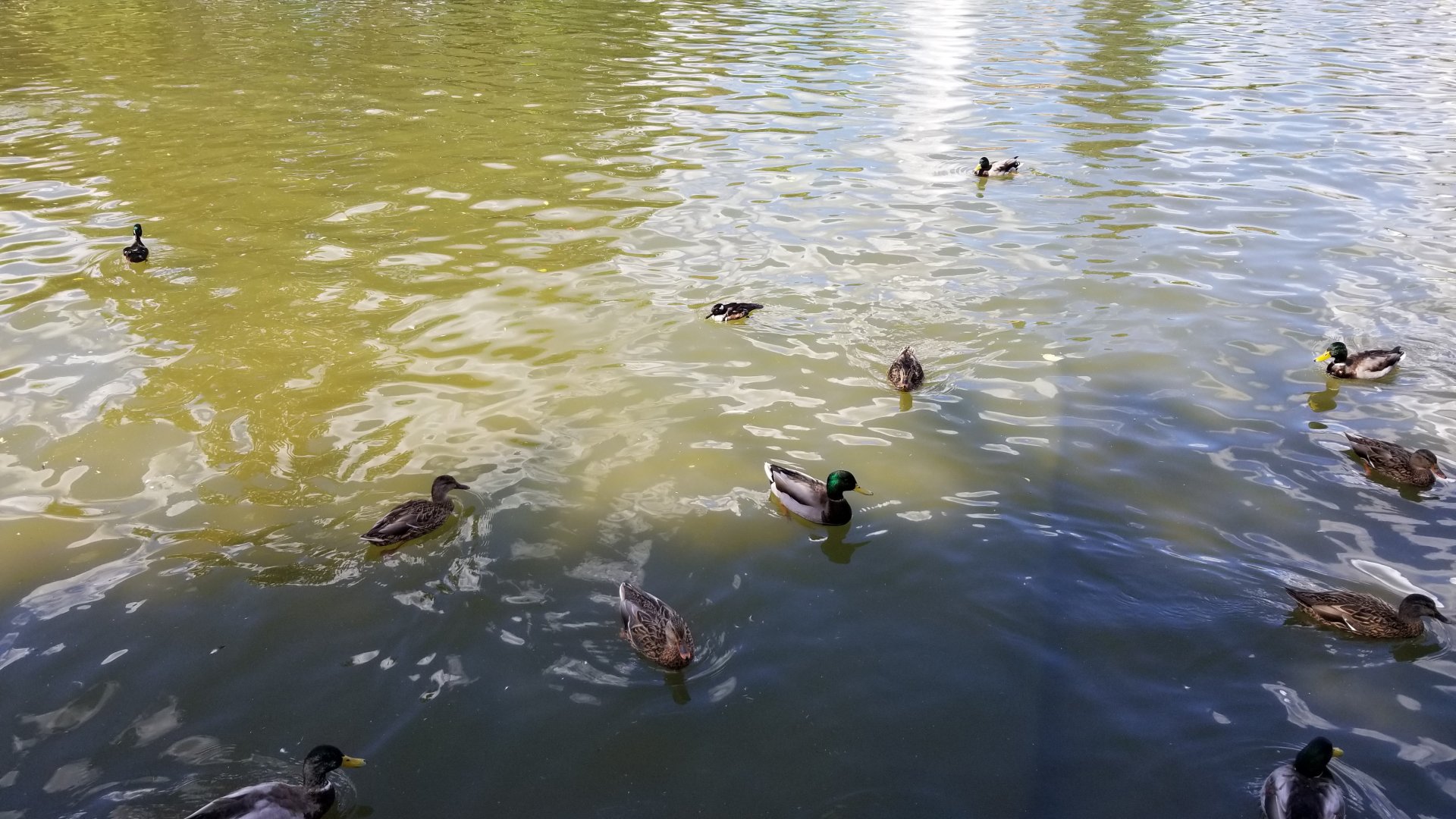 Rosamond Gifford - Pond waterfowl
