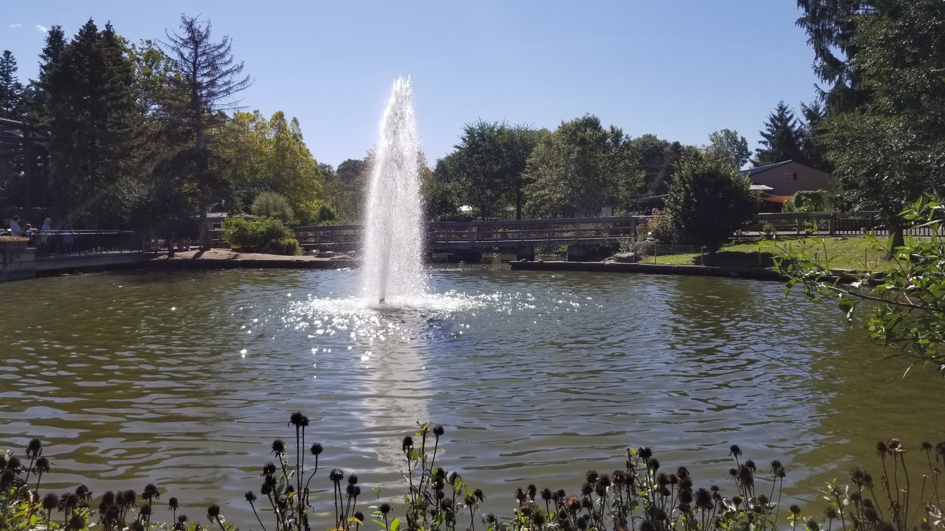 Rosamond Gifford - Pond