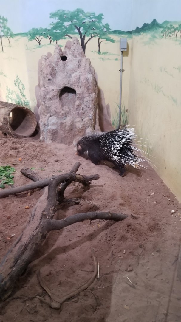 Rosamond Gifford - Porcupine in meerkat exhibit