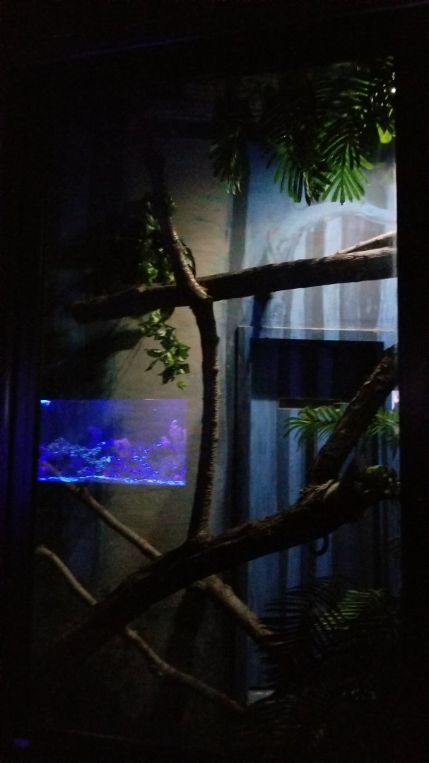 Rosamond Gifford - prehensile tailed skink exhibit