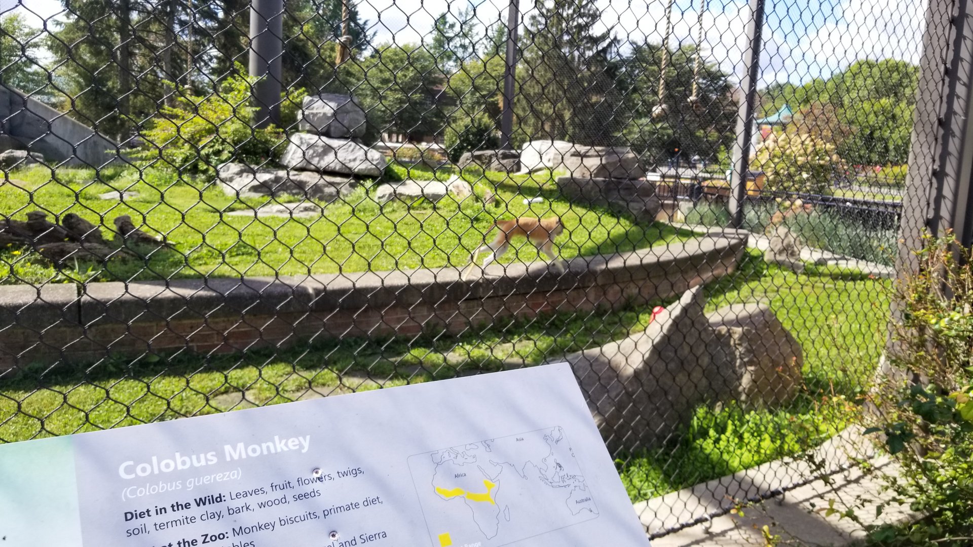 Rosamond Gifford - Primate Park rotating exhibit, Patas