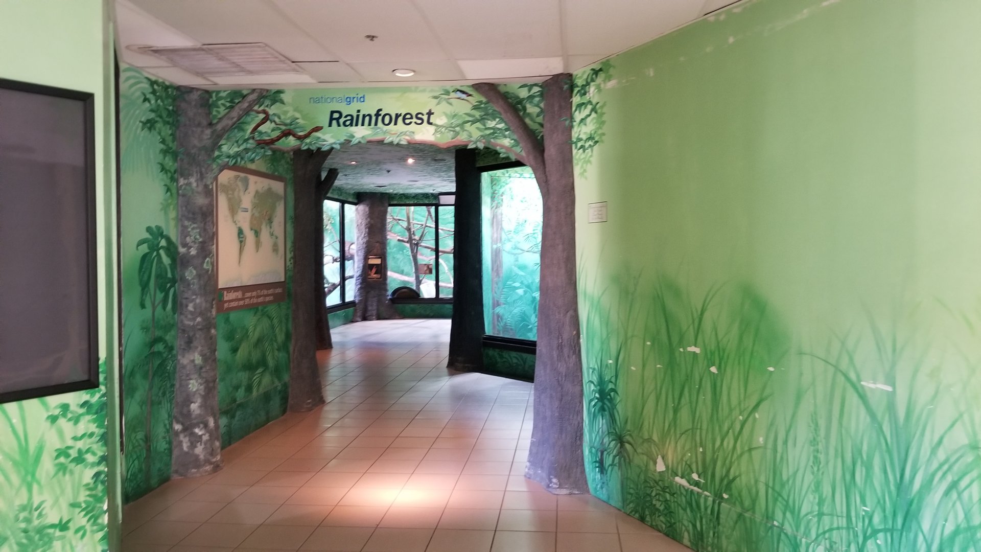 Rosamond Gifford - Rainforest section (tamarins, patas)