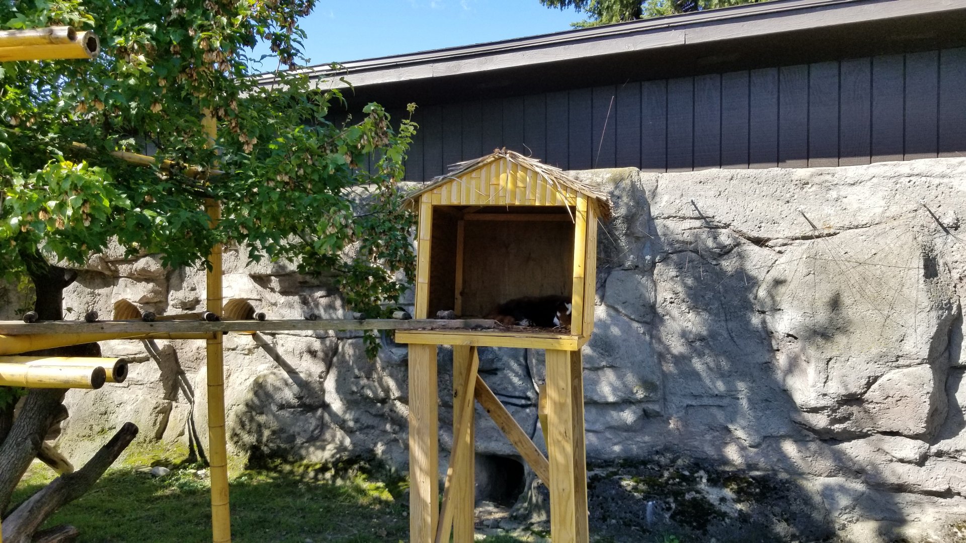 Rosamond Gifford - Red panda