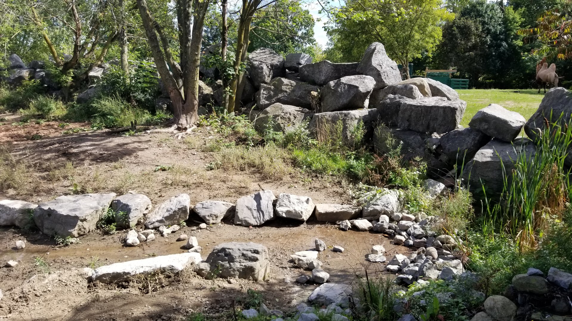 Rosamond Gifford - Red river hog exhibit corner/Bactrian camels