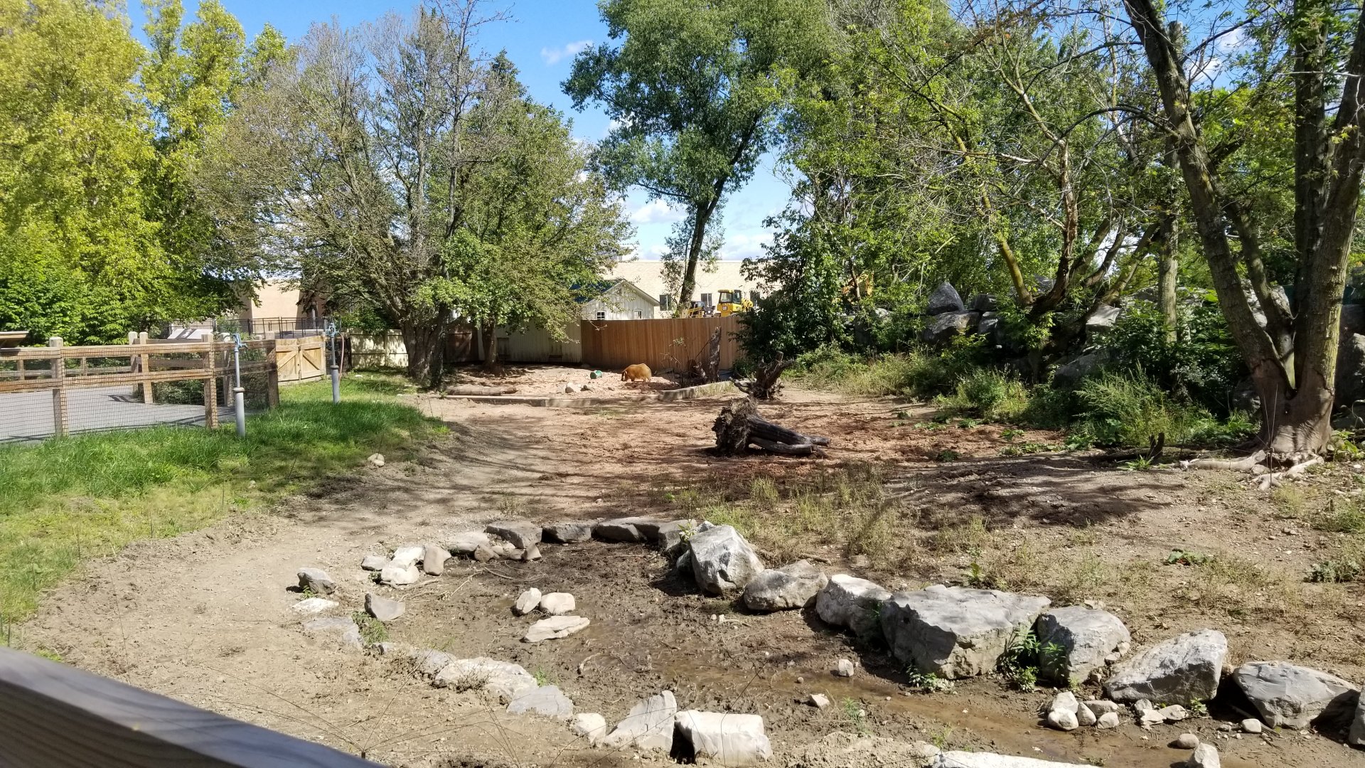 Rosamond Gifford - Red river hogs