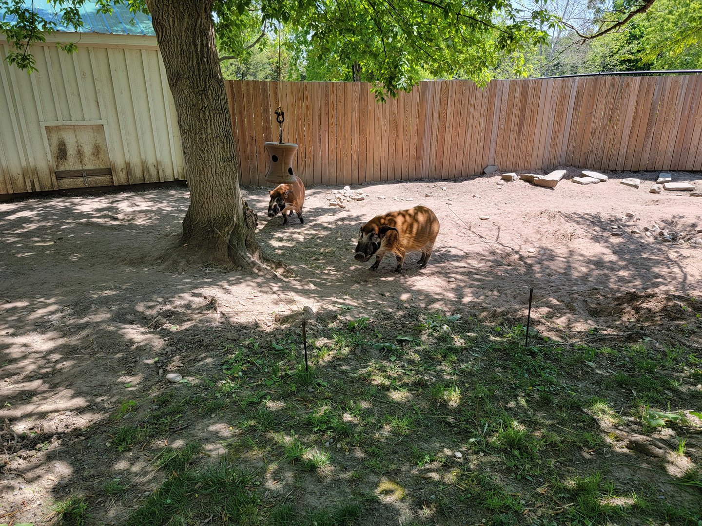 Rosamond Gifford - Red river hogs