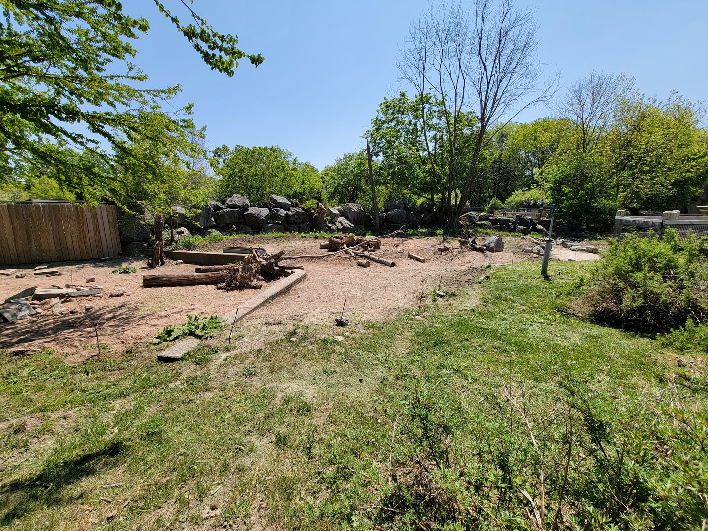 Rosamond Gifford - Red river hogs