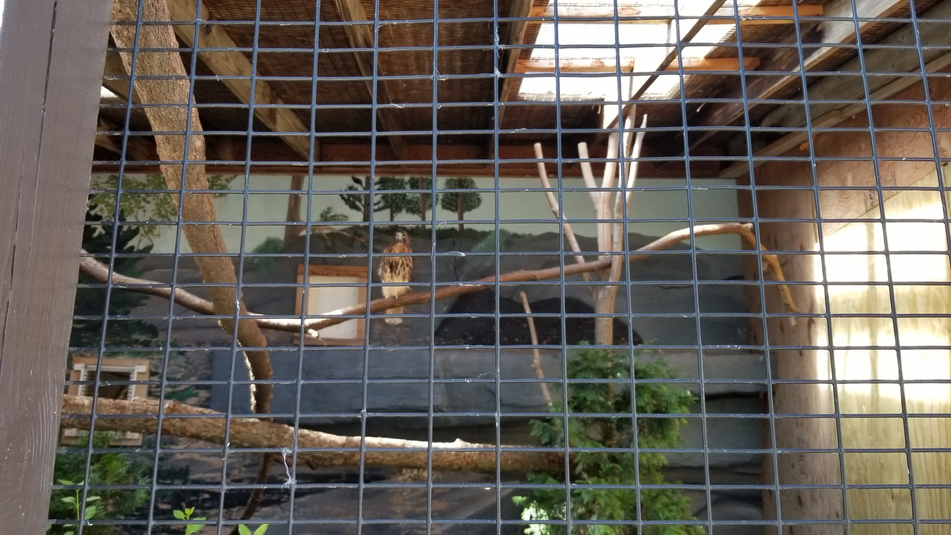 Rosamond Gifford - Red-tailed hawk