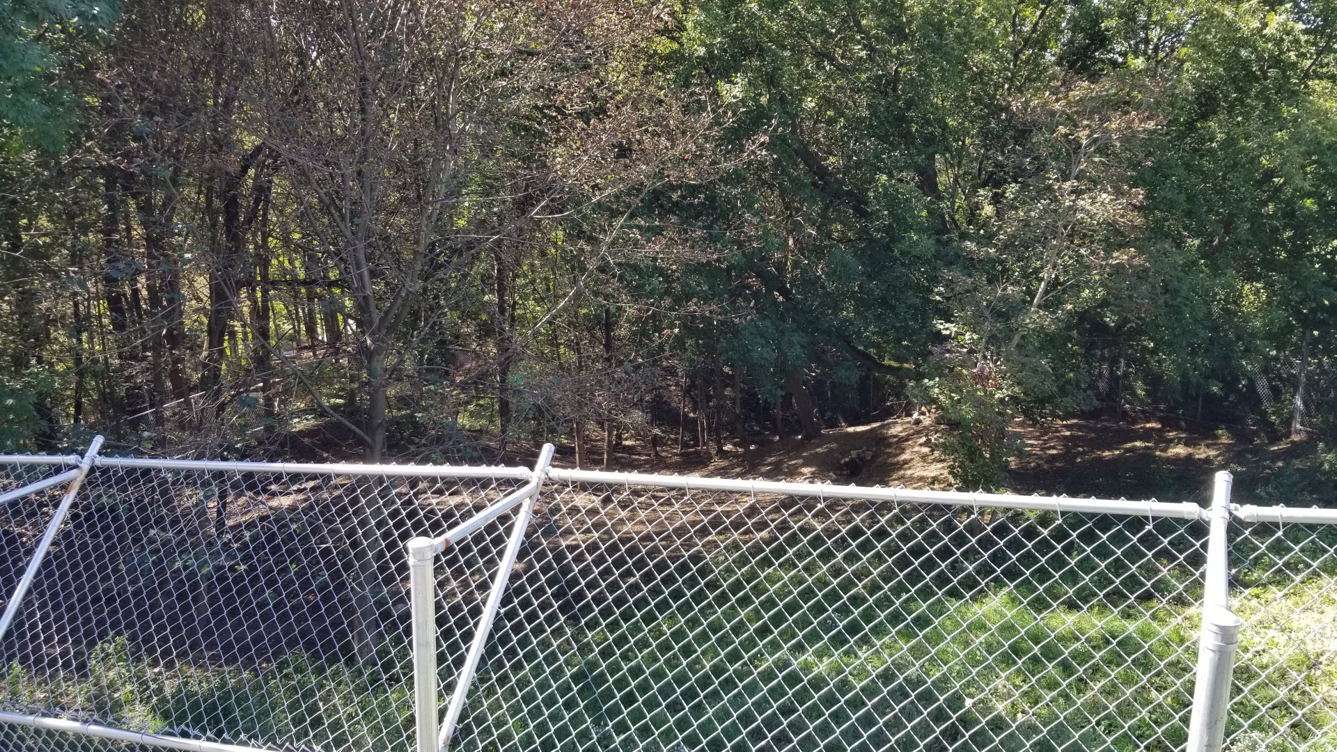 Rosamond Gifford - Red wolves