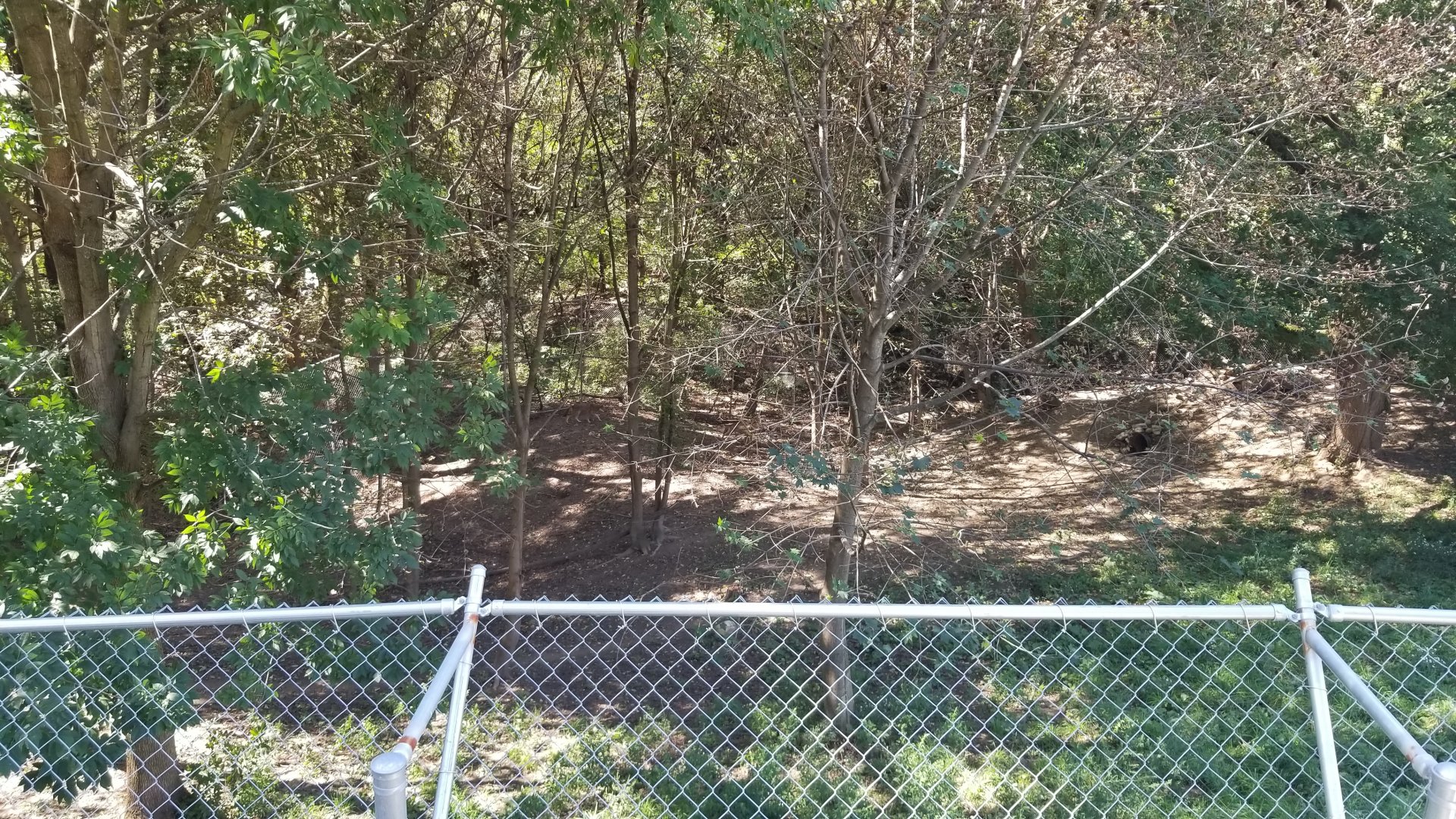 Rosamond Gifford - Red wolves