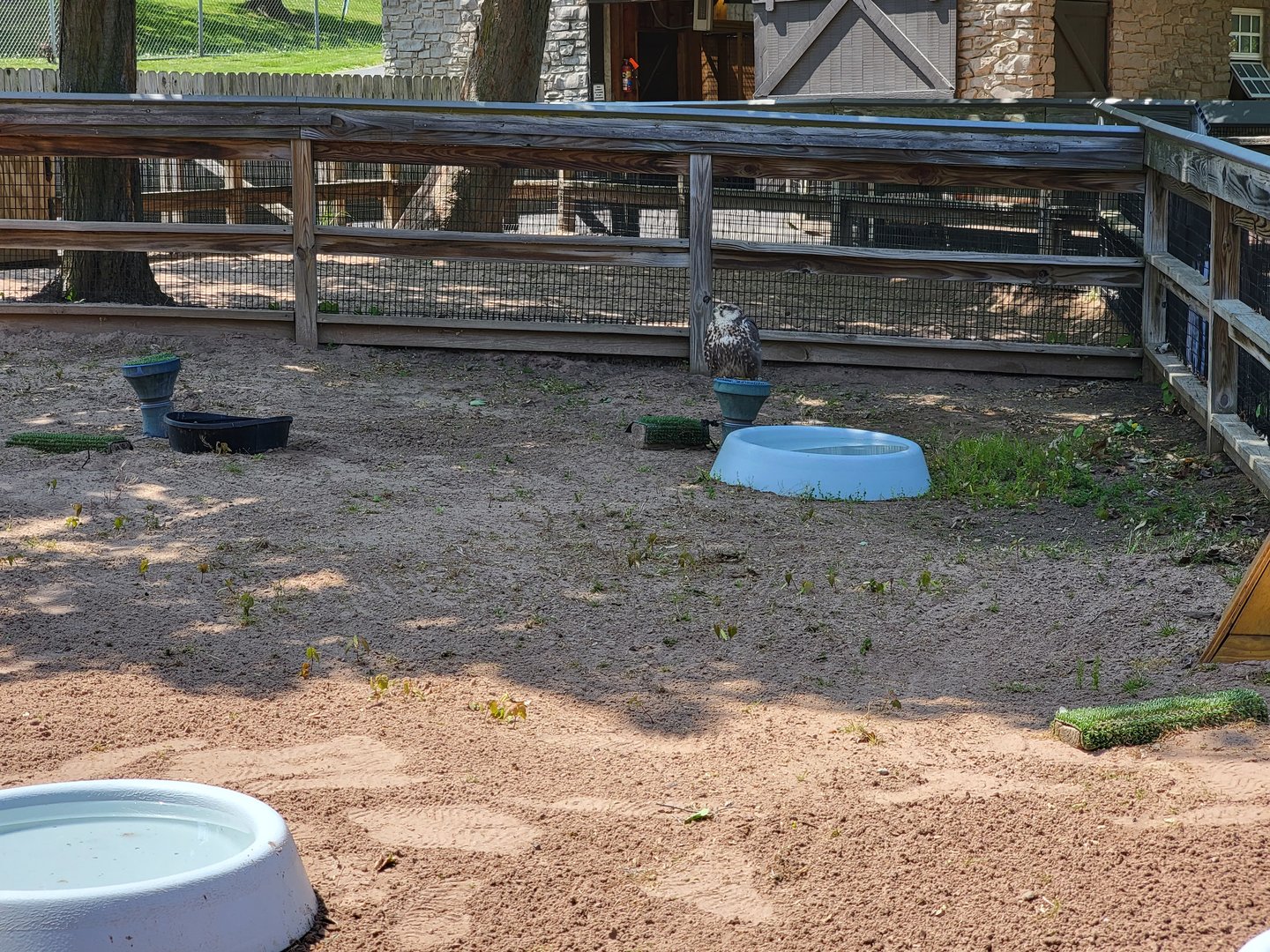 Rosamond Gifford - Saker falcon on a little stump