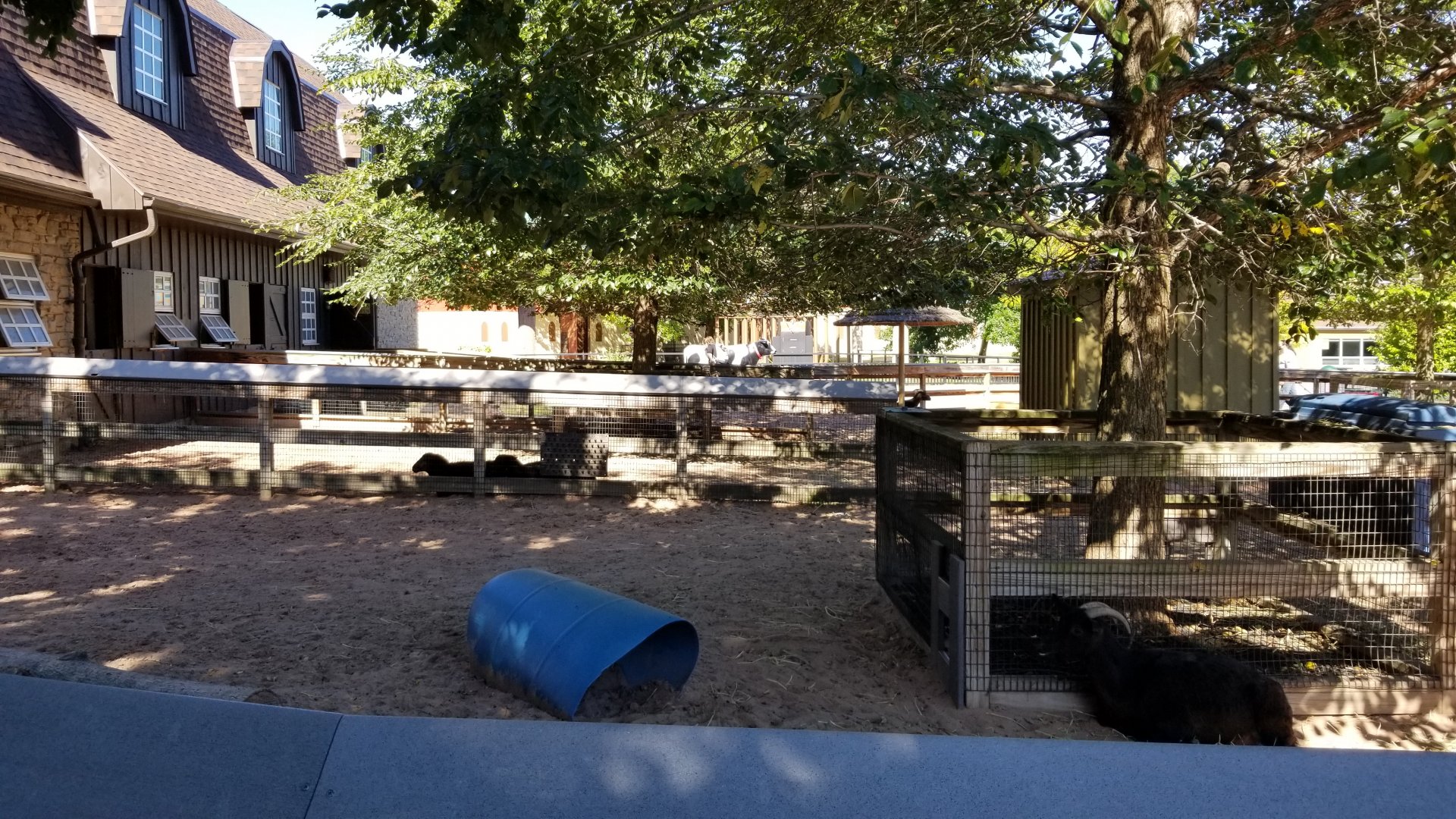 Rosamond Gifford - Sheep