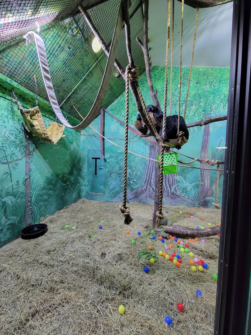 Rosamond Gifford - Siamang