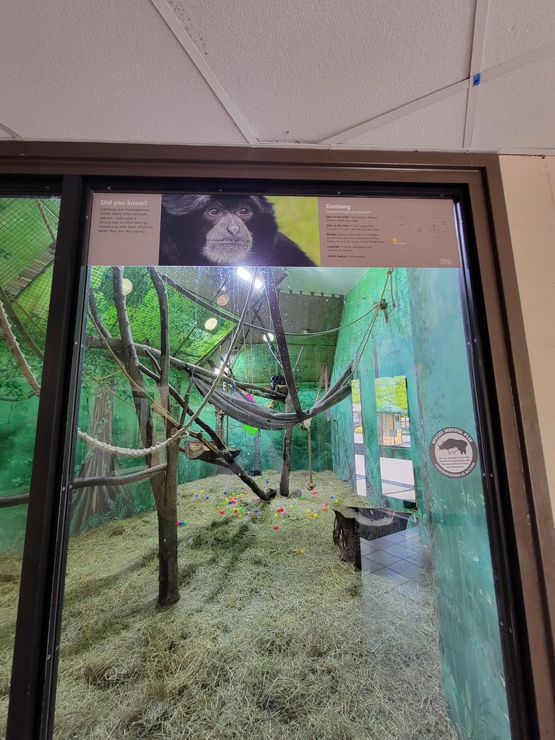 Rosamond Gifford - Siamang