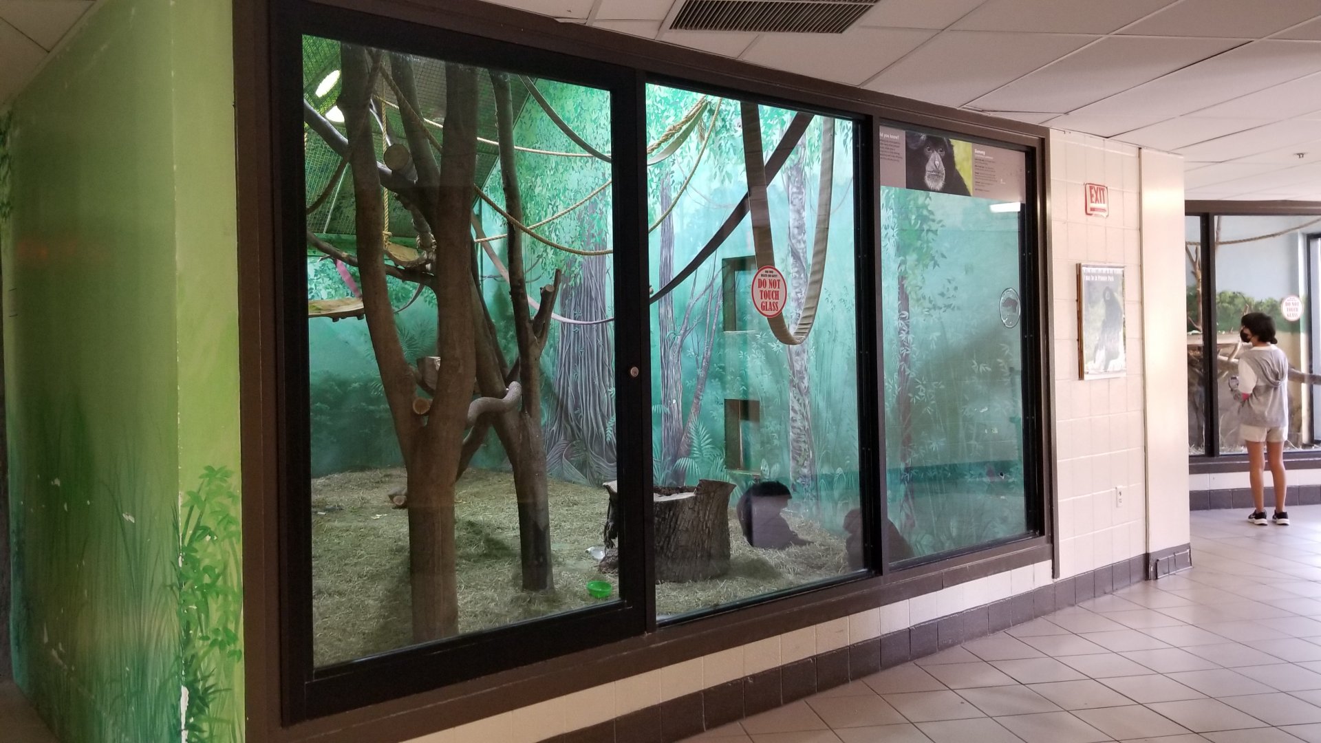 Rosamond Gifford - Siamangs