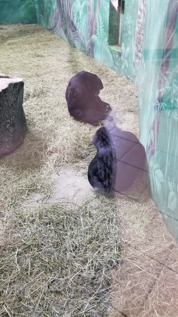 Rosamond Gifford - Siamangs