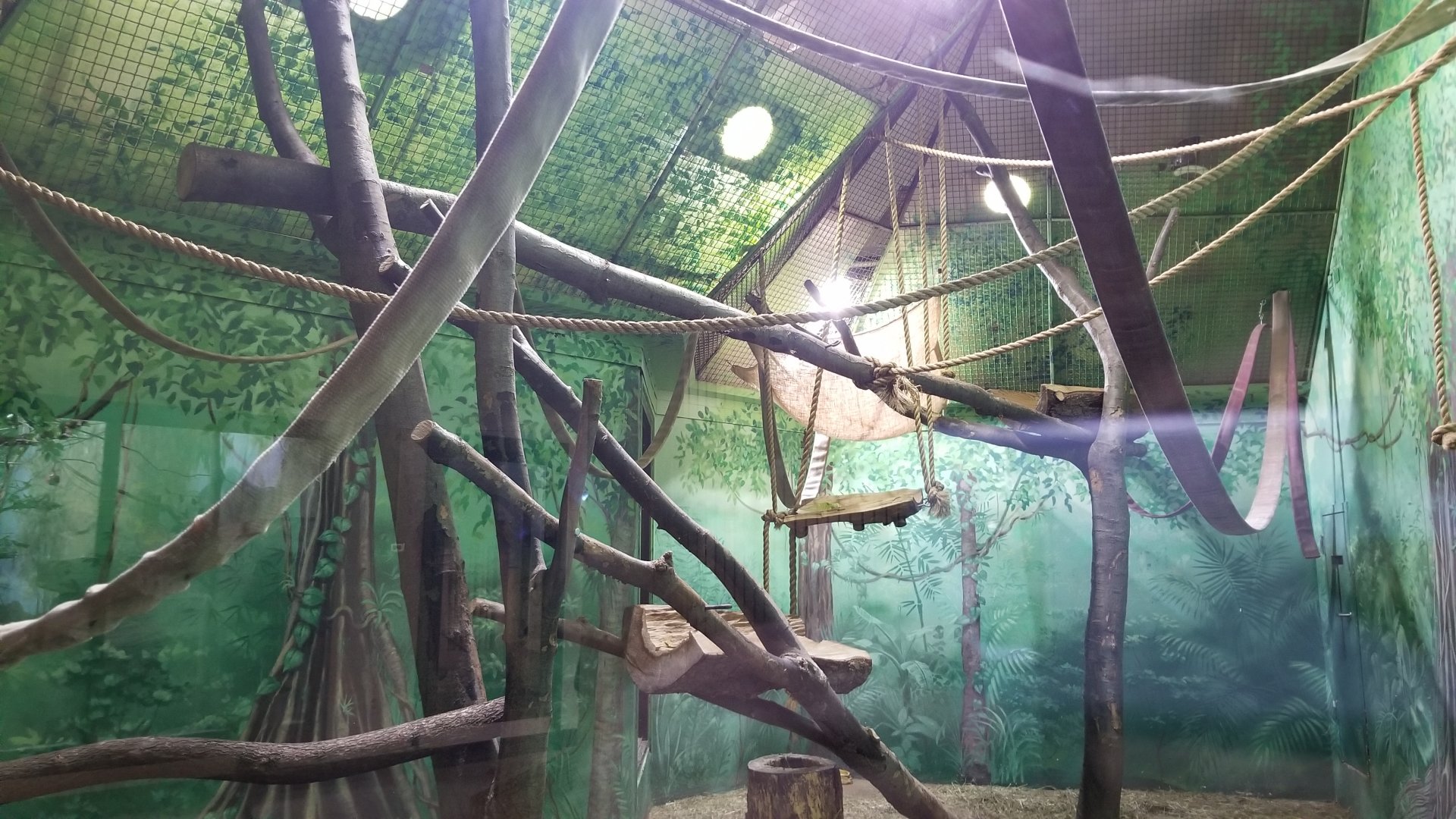 Rosamond Gifford - Siamangs