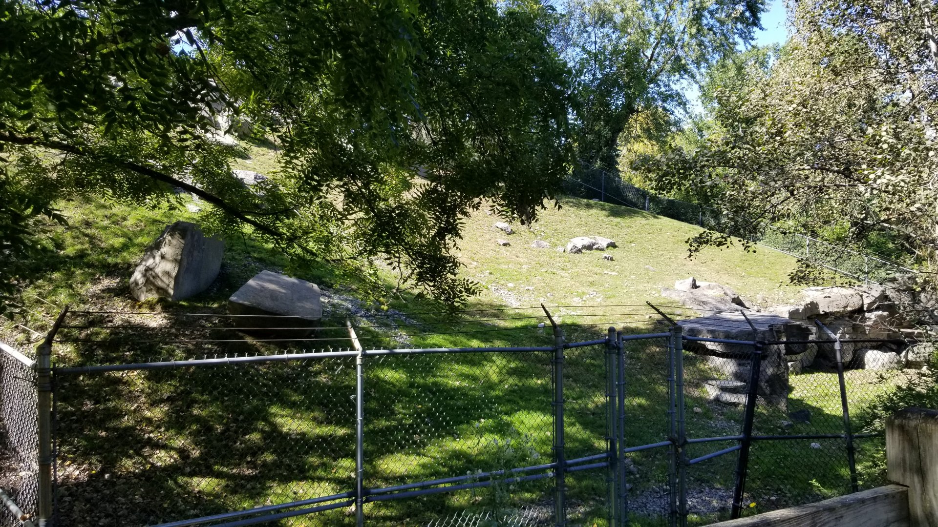 Rosamond Gifford - Sichuan takin exhibit
