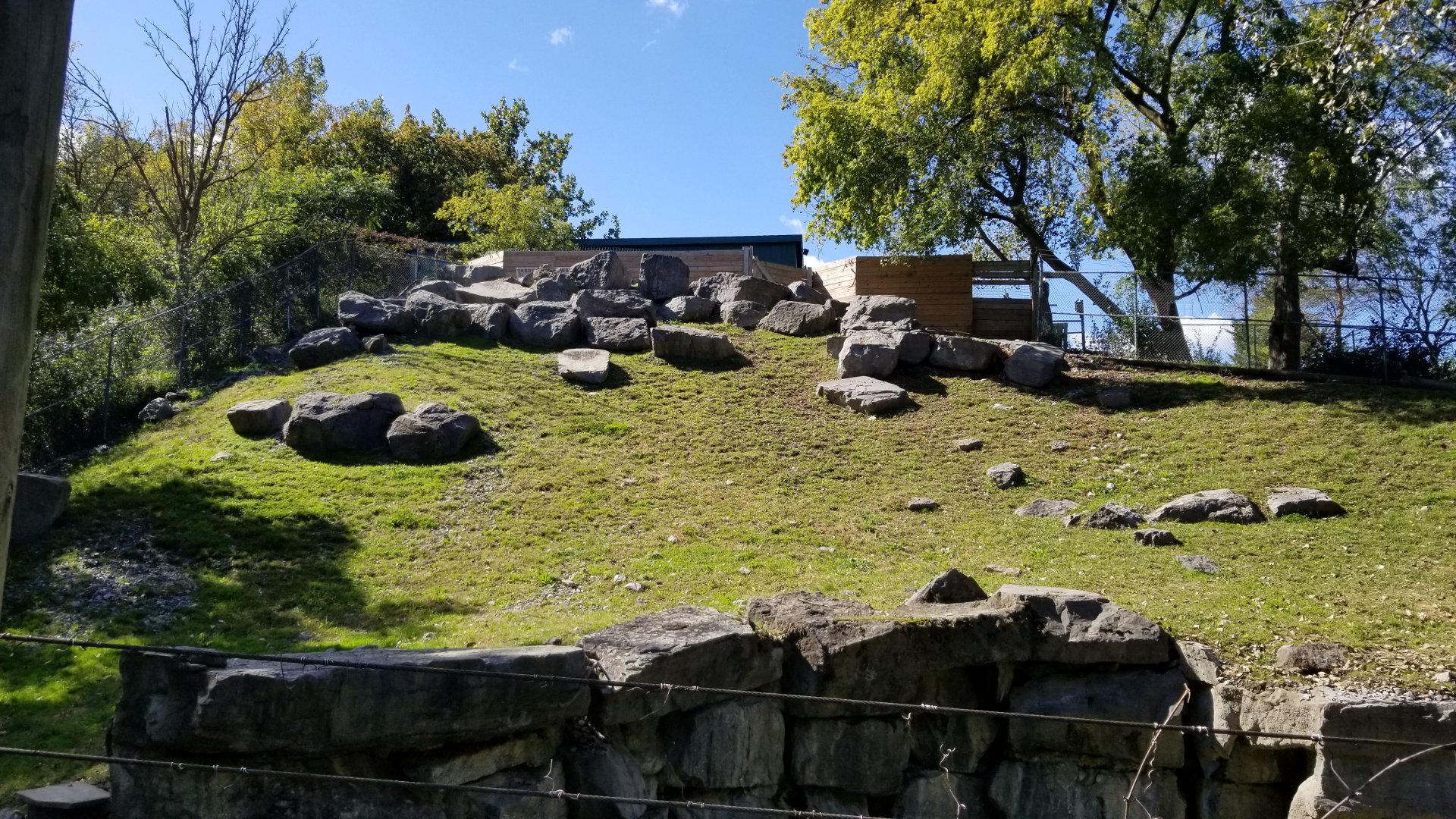 Rosamond Gifford - Sichuan takin exhibit