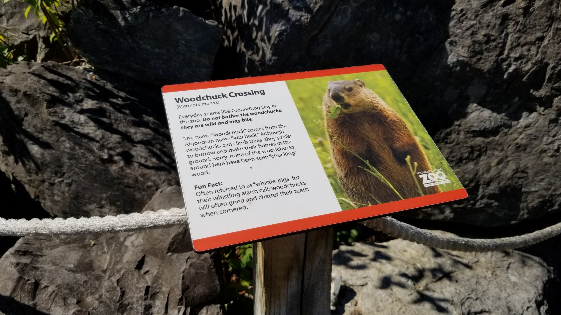 Rosamond Gifford - Sign about wild groundhogs