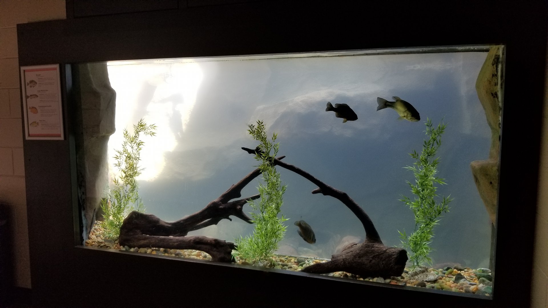 Rosamond Gifford - Signed as large mouth bass, rock bass, bluegill, pumpkinseed sunfish