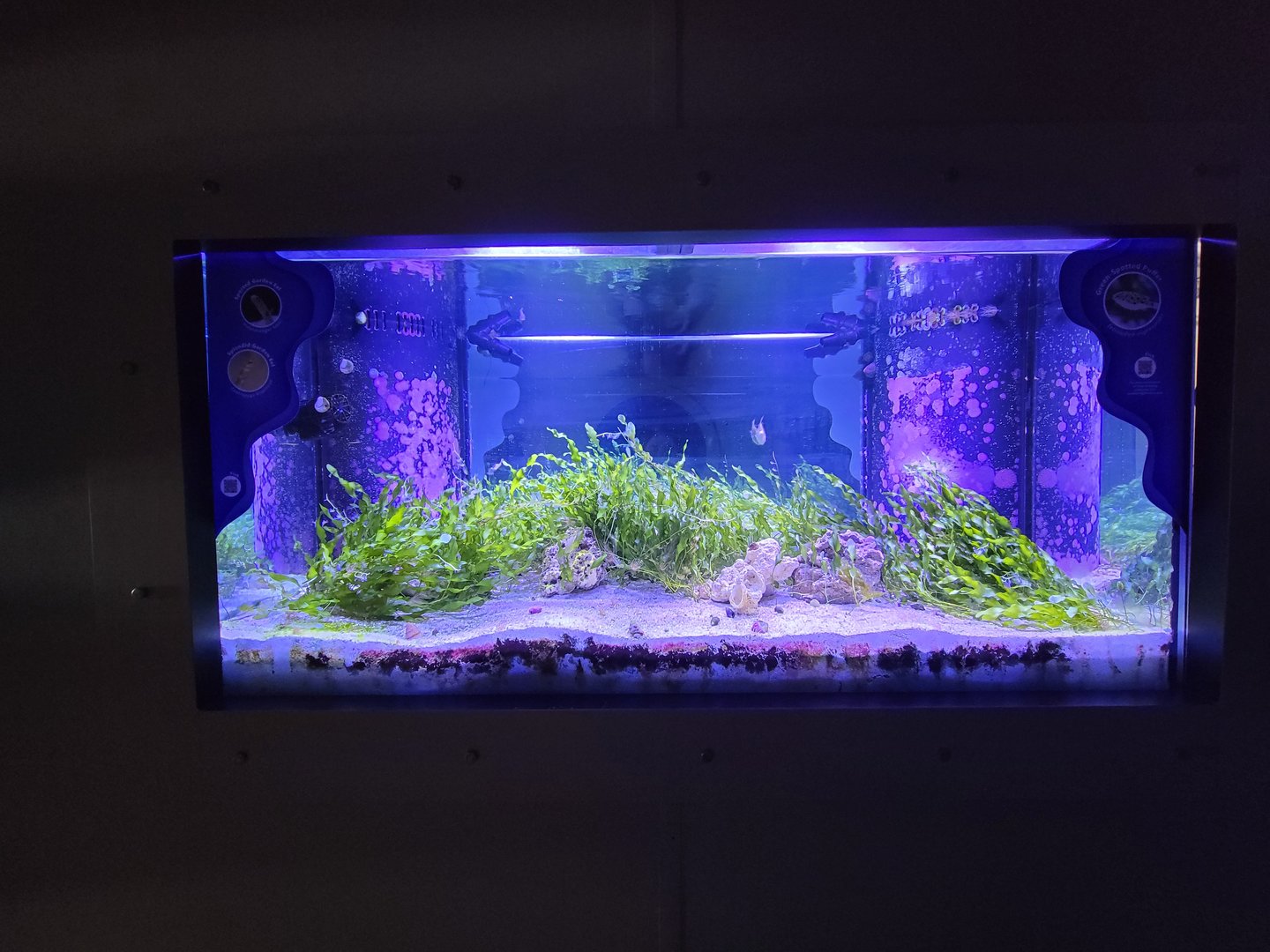 Rosamond Gifford - Signed for green-spotted puffer, spotted garden eel, splendid garden eel