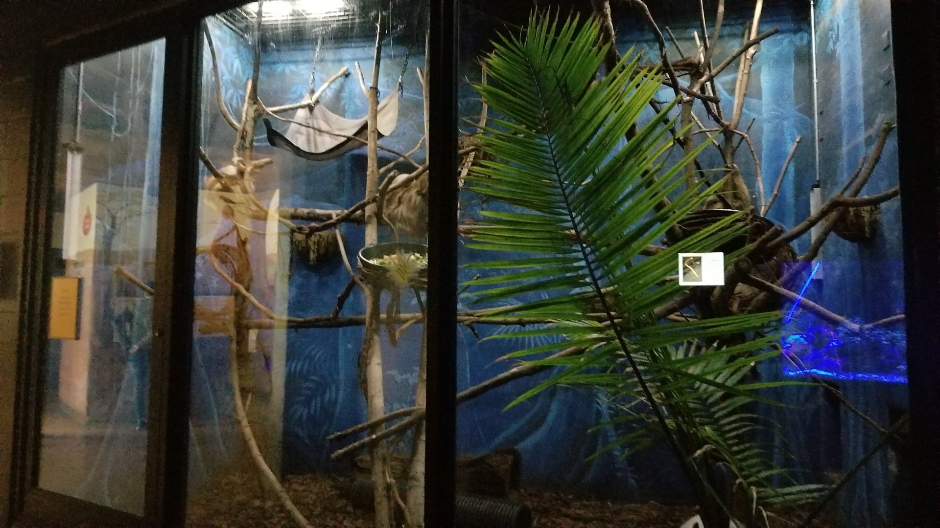 Rosamond Gifford - Sloth