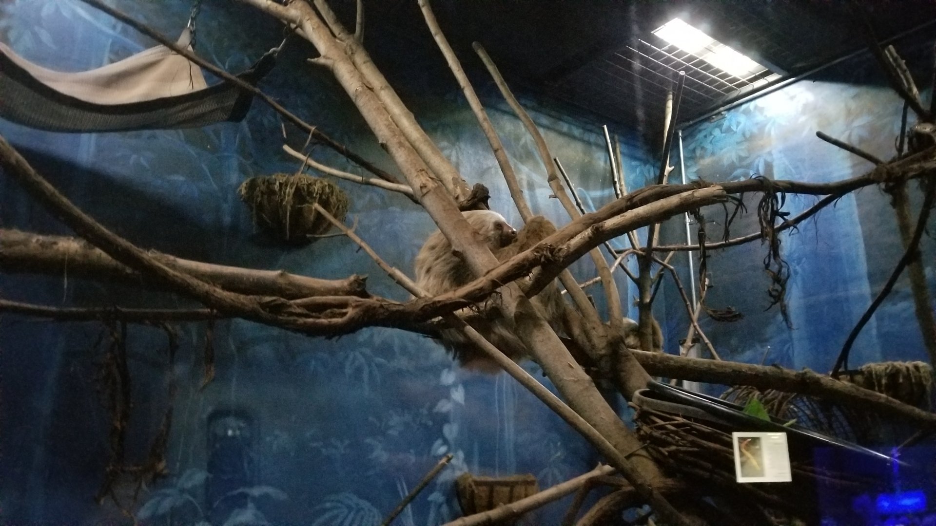 Rosamond Gifford - Sloth