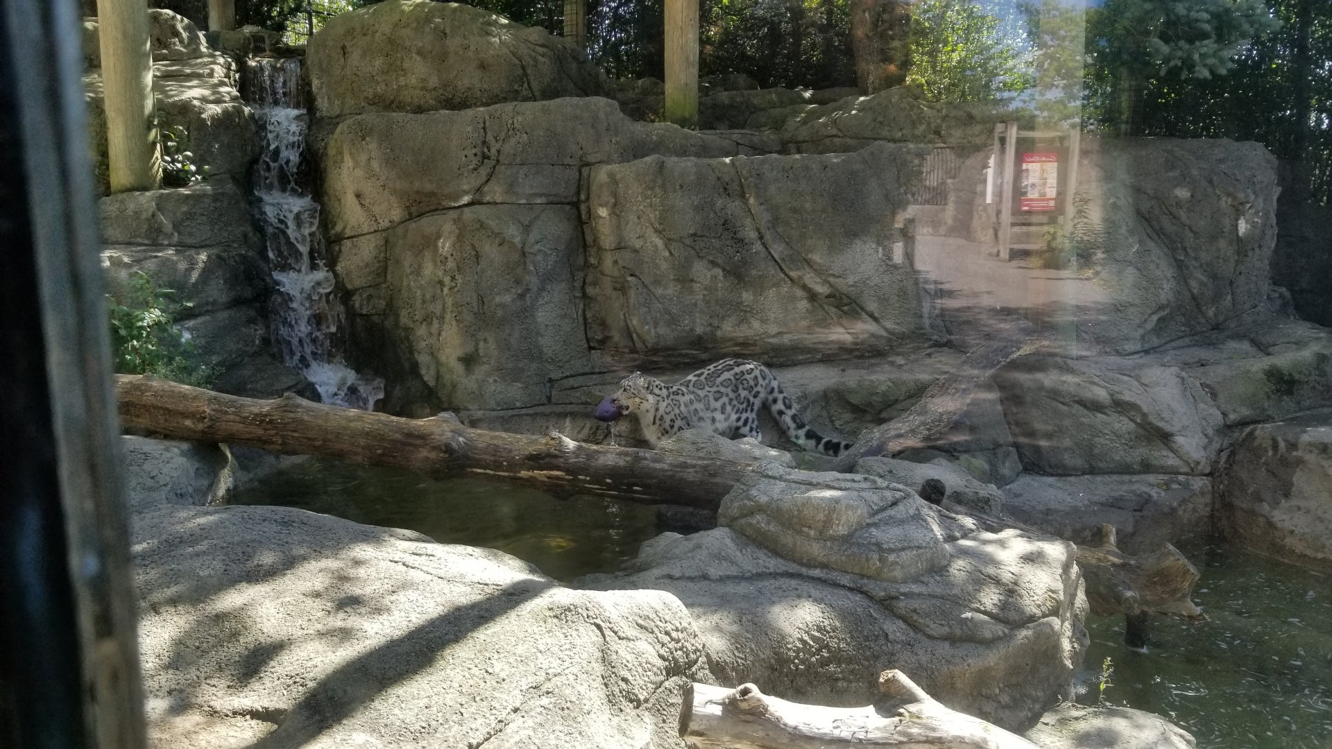 Rosamond Gifford - Snow leopard cub playing