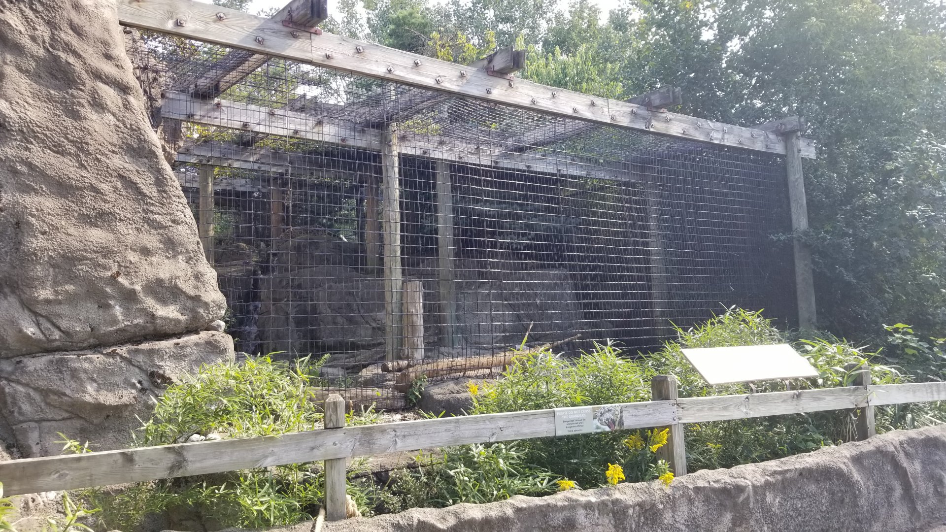 Rosamond Gifford - Snow leopard from front