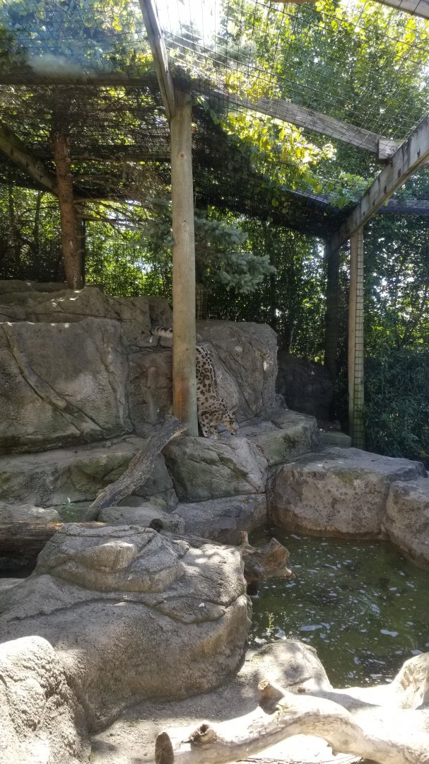 Rosamond Gifford - Snow leopard