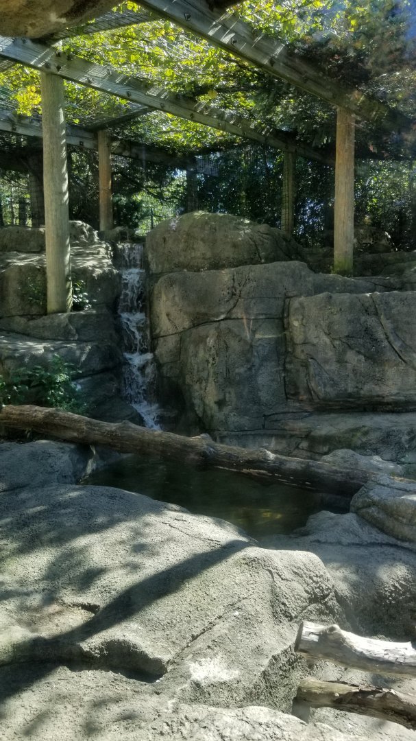 Rosamond Gifford - Snow leopard