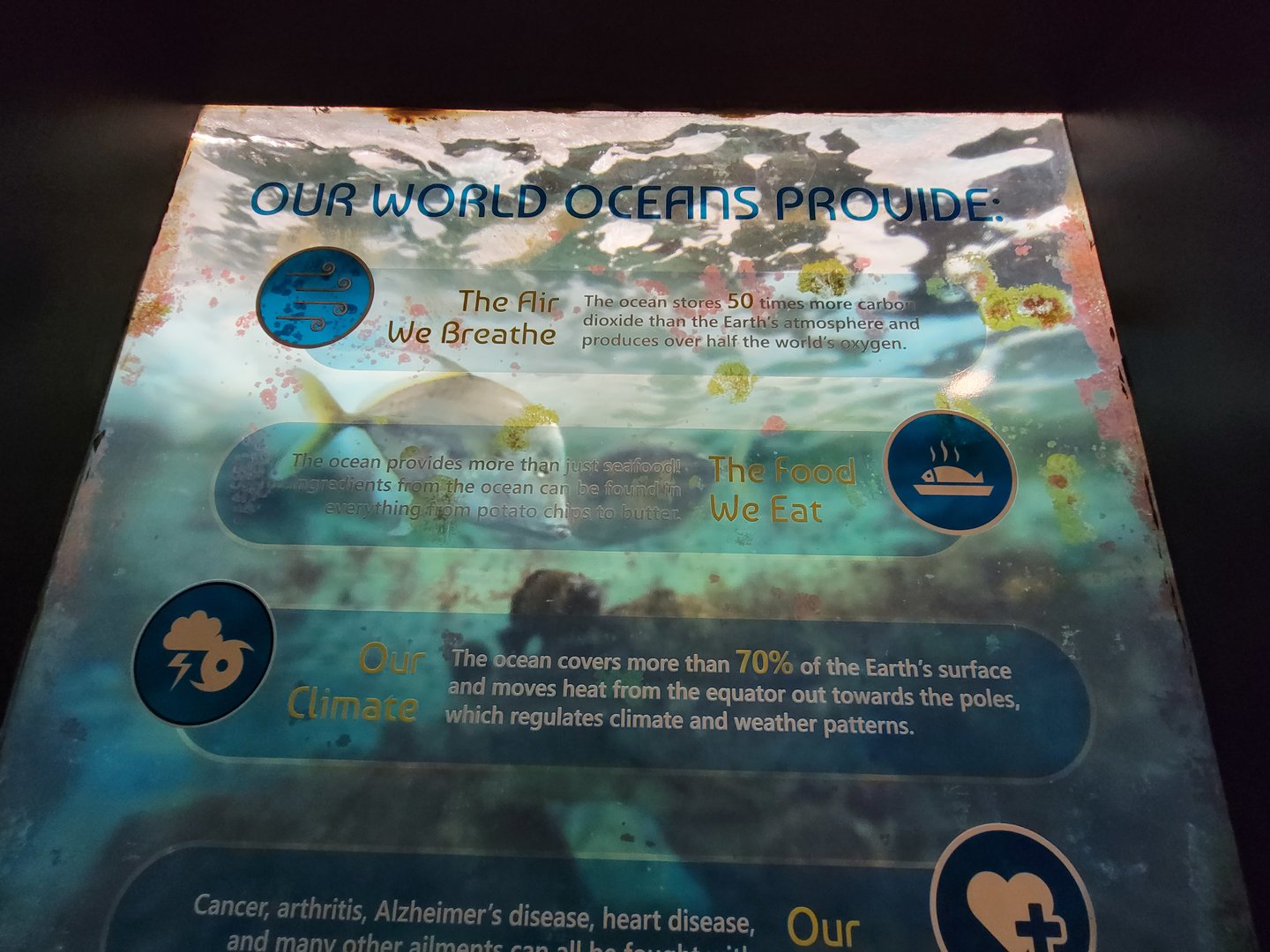 Rosamond Gifford - Some of the geriatric fish in the World Oceans tank