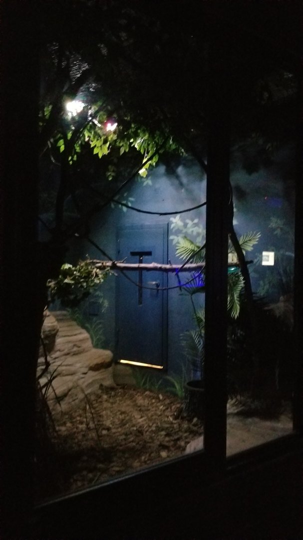 Rosamond Gifford - Southern lesser galago exhibit