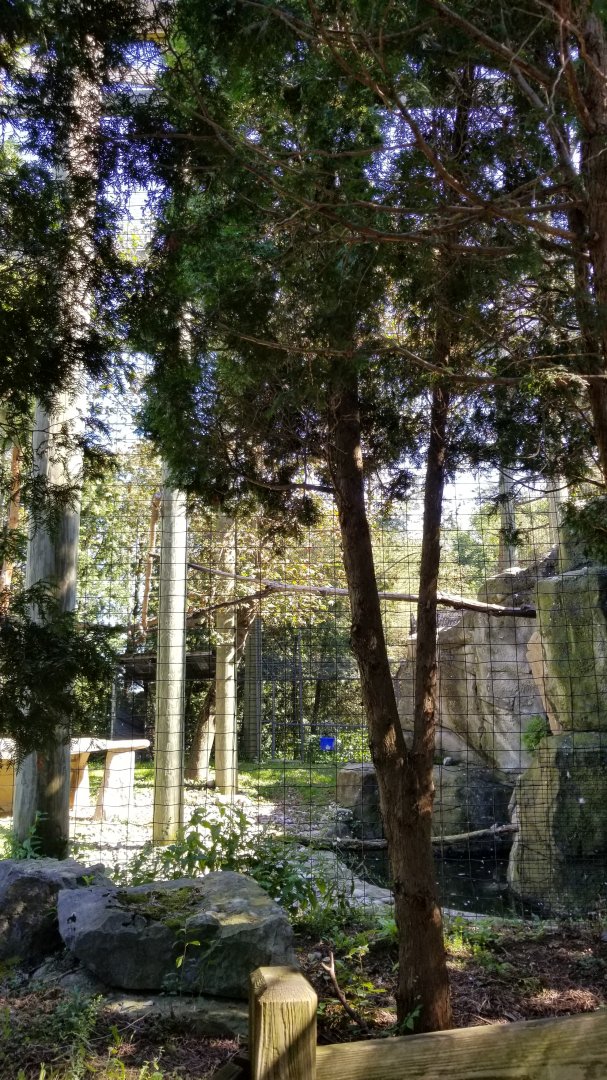 Rosamond Gifford - Steller's sea eagle