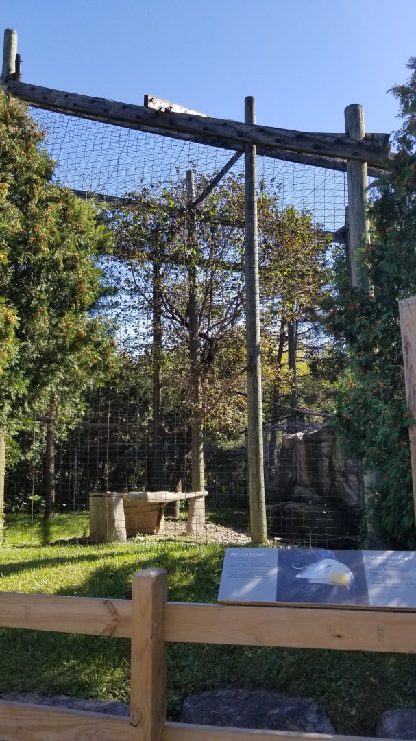 Rosamond Gifford - Steller's sea eagle