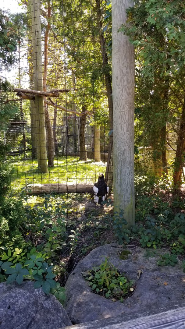 Rosamond Gifford - Steller's sea eagle