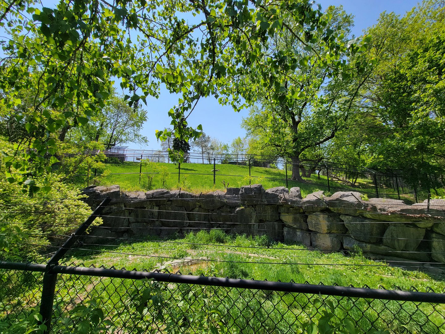 Rosamond Gifford - Takin exhibit with wolves in front