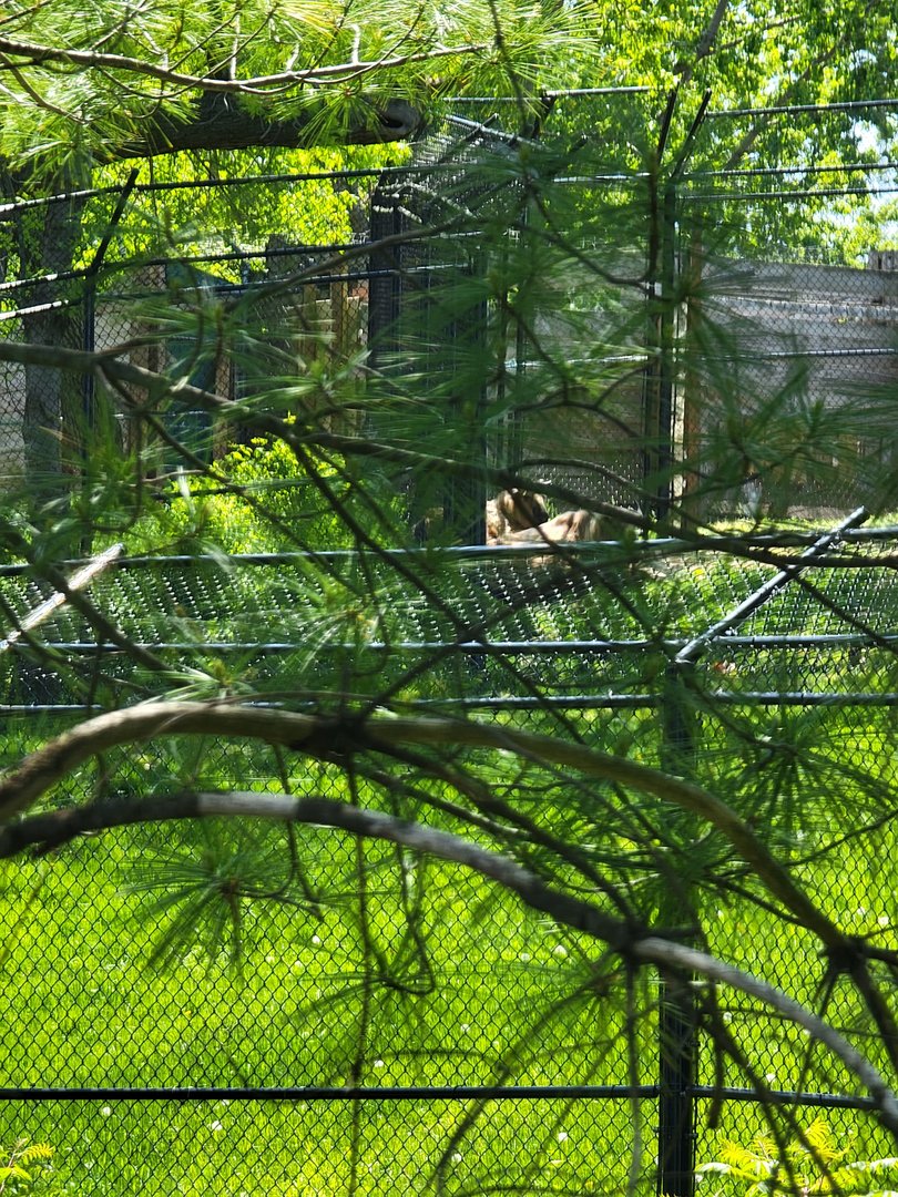 Rosamond Gifford - Technically I saw the takins?