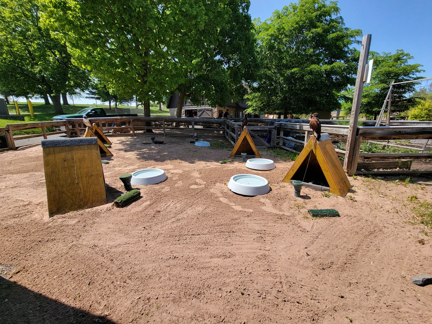 Rosamond Gifford - Tied up birds of prey