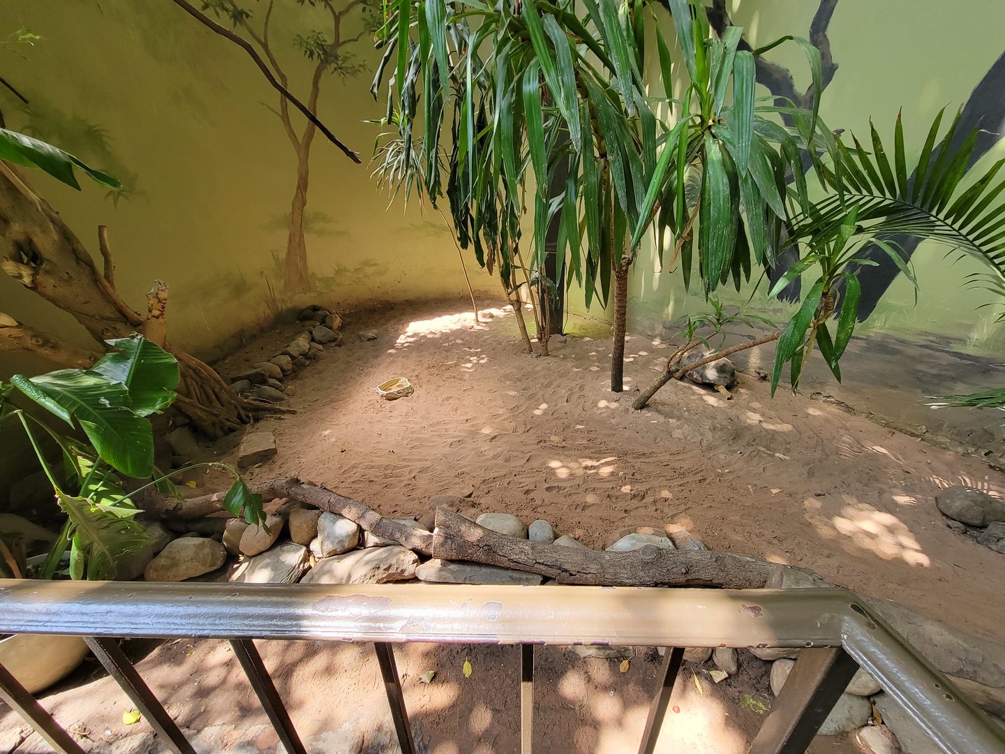 Rosamond Gifford - Tortoise in tropical aviary