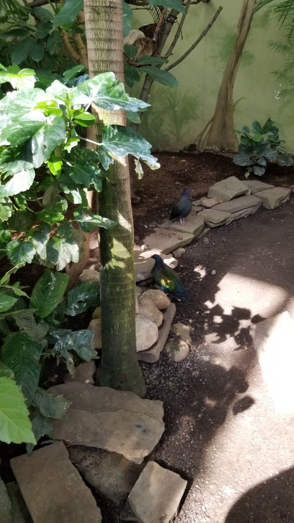 Rosamond Gifford - Tropical aviary, Nicobar pigeons