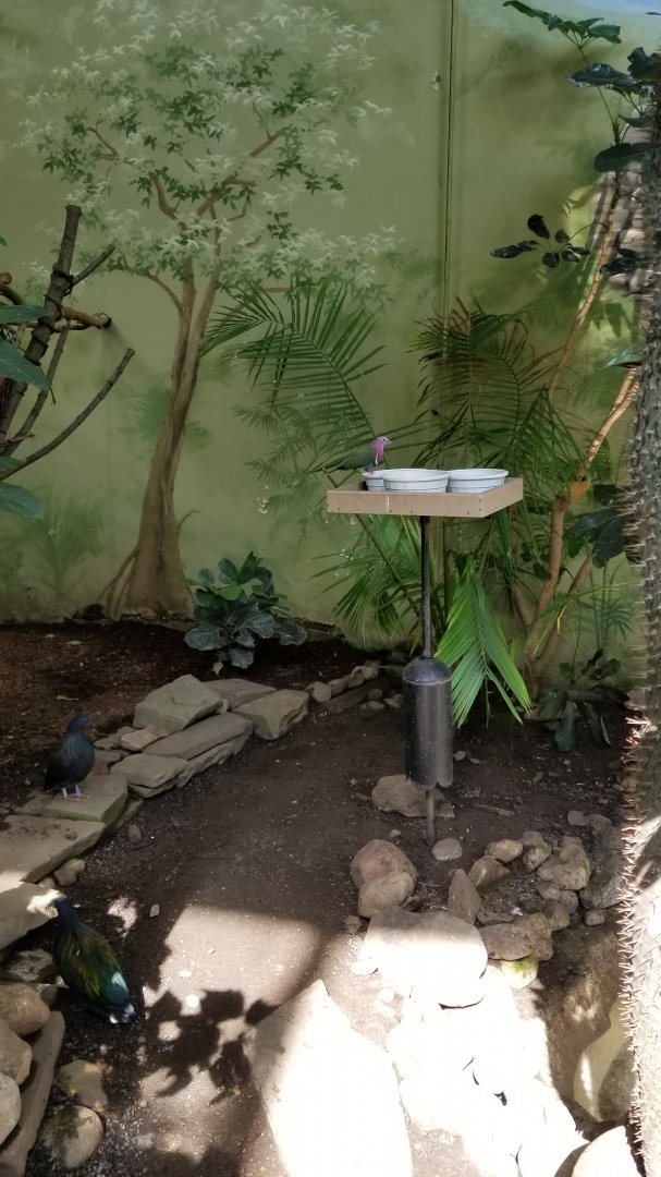 Rosamond Gifford - Tropical aviary, pigeons