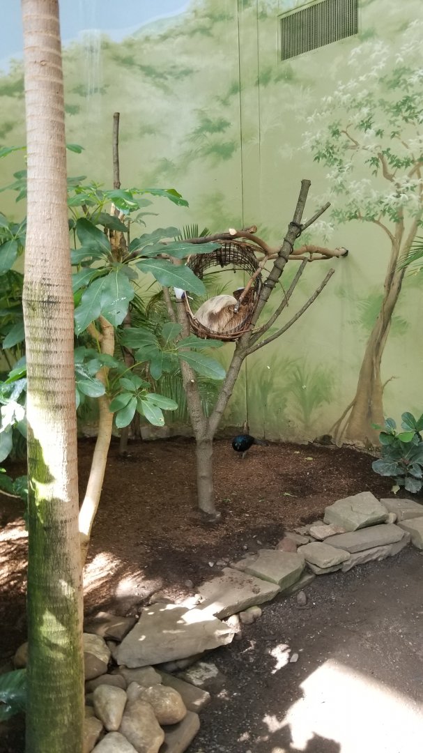 Rosamond Gifford - Tropical aviary, sloth