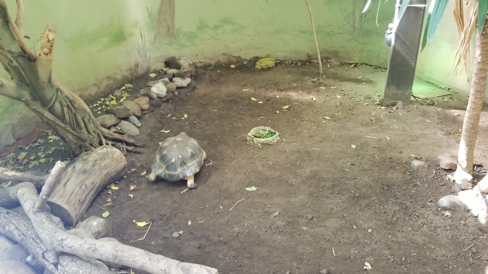 Rosamond Gifford - Tropical aviary, tortoise