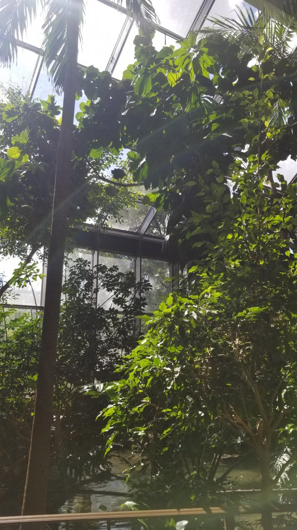 Rosamond Gifford - Tropical aviary