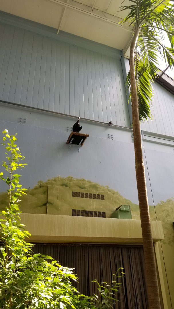 Rosamond Gifford - Tropical aviary