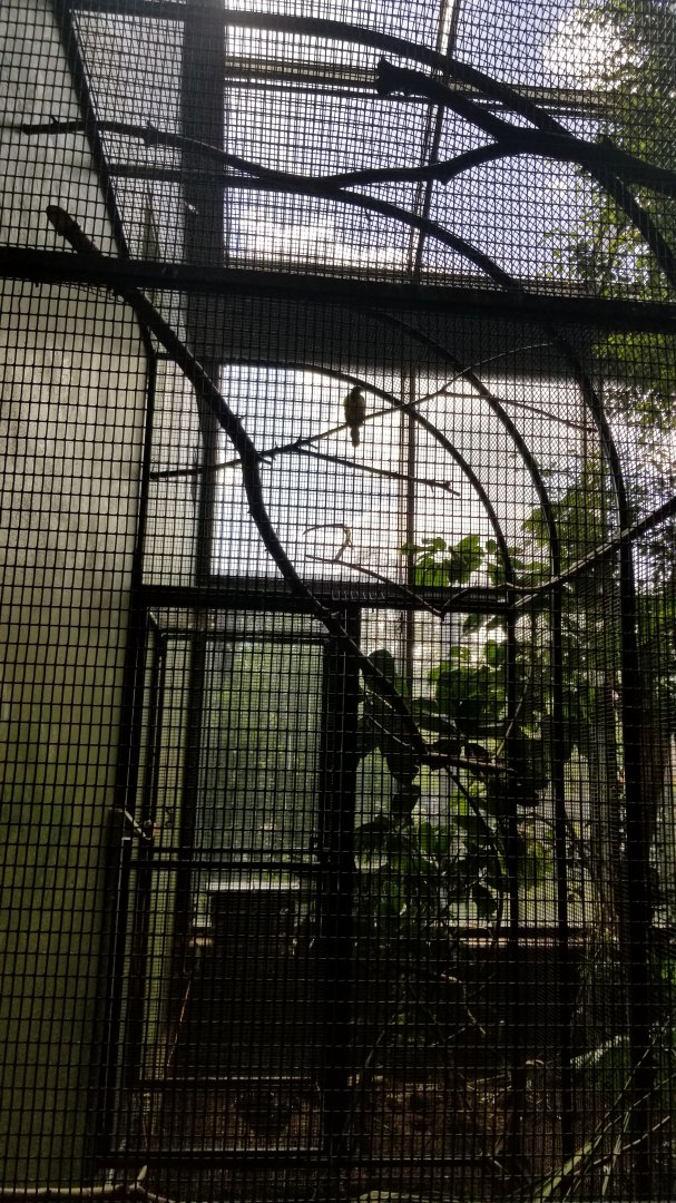 Rosamond Gifford - Tropical aviary