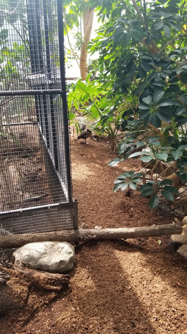 Rosamond Gifford - Tropical aviary